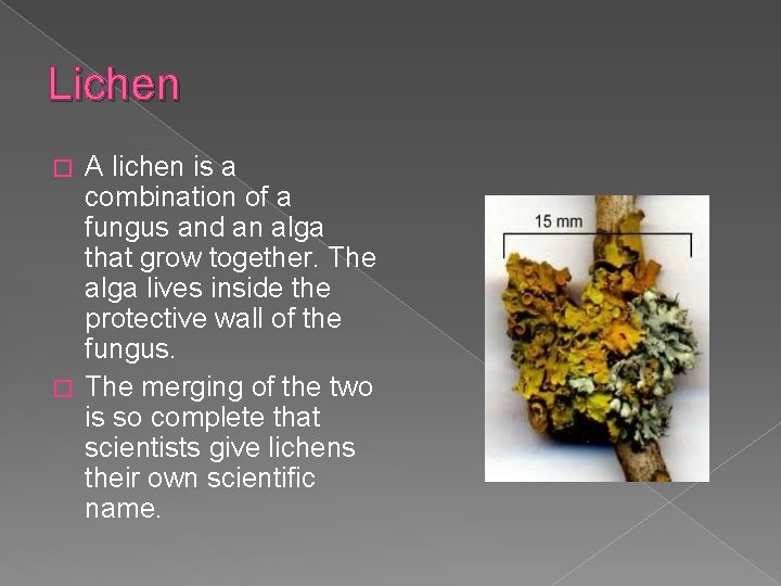 Lichen A lichen is a combination of a fungus and an alga that grow