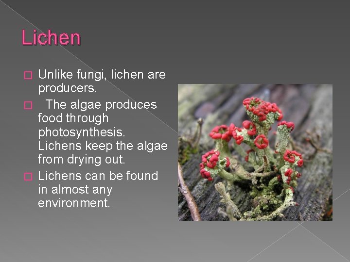 Lichen Unlike fungi, lichen are producers. � The algae produces food through photosynthesis. Lichens