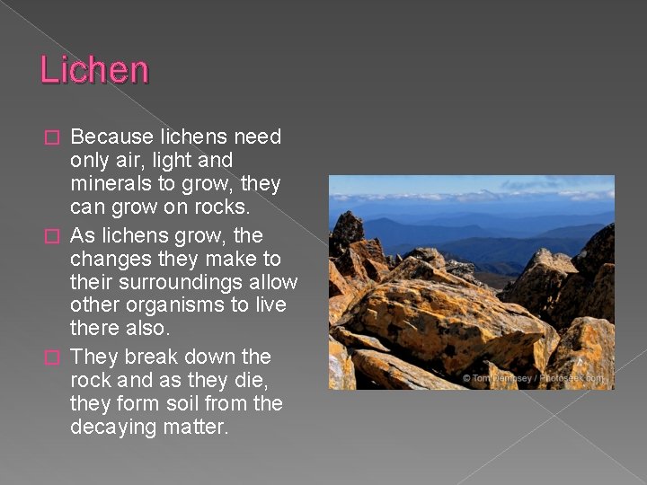 Lichen Because lichens need only air, light and minerals to grow, they can grow