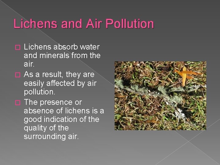 Lichens and Air Pollution Lichens absorb water and minerals from the air. � As
