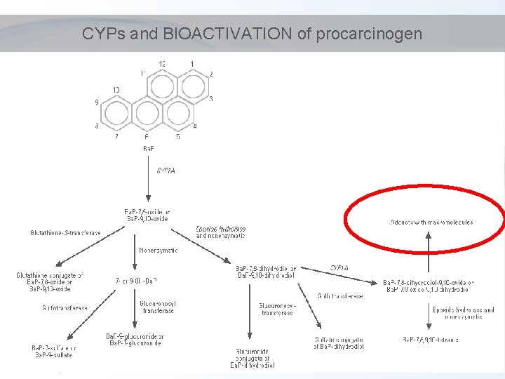 CYPs and BIOACTIVATION of procarcinogen 