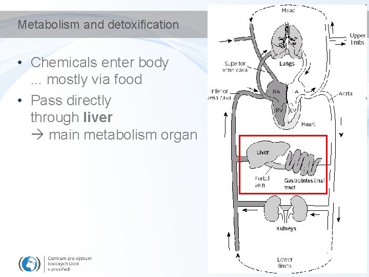 Metabolism and detoxification • Chemicals enter body. . . mostly via food • Pass