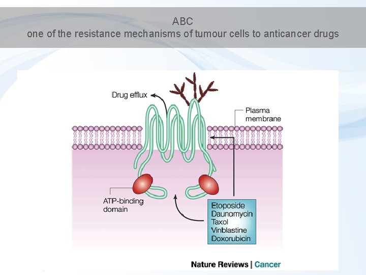 ABC one of the resistance mechanisms of tumour cells to anticancer drugs 