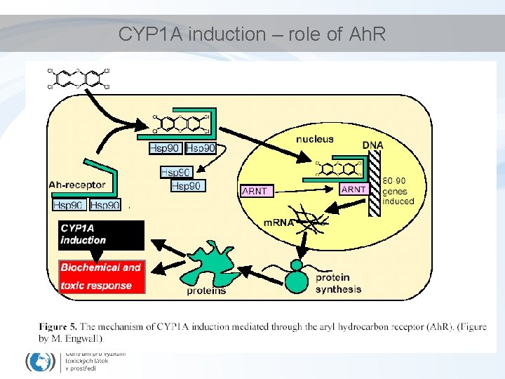 CYP 1 A induction – role of Ah. R CYP 1 A induction – role of Ah. R