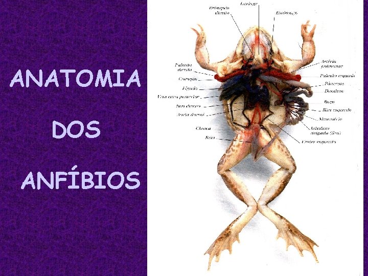 ANATOMIA DOS ANFÍBIOS 