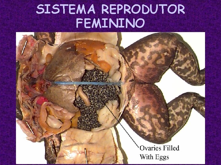 SISTEMA REPRODUTOR FEMININO 