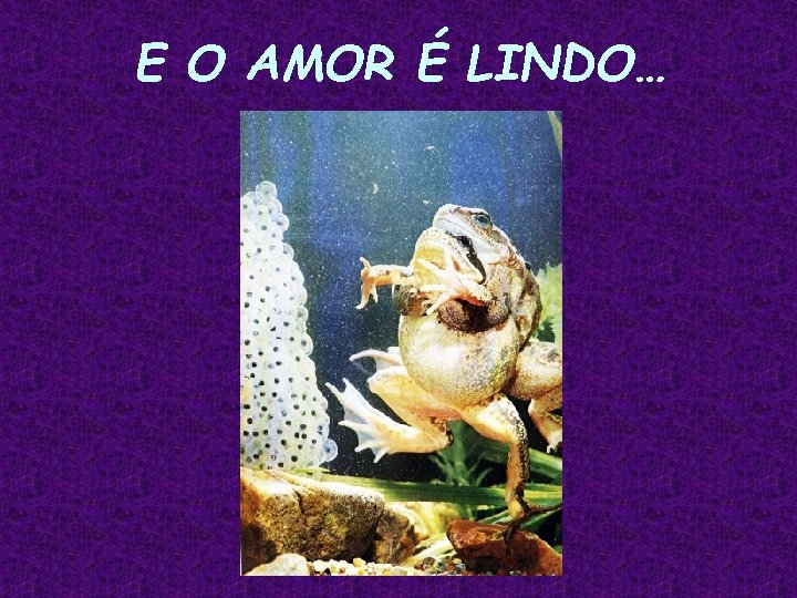 E O AMOR É LINDO… 