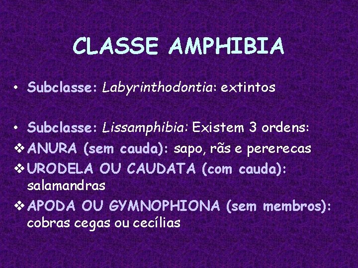 CLASSE AMPHIBIA • Subclasse: Labyrinthodontia: extintos • Subclasse: Lissamphibia: Existem 3 ordens: v ANURA