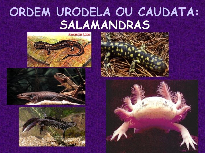 ORDEM URODELA OU CAUDATA: SALAMANDRAS 