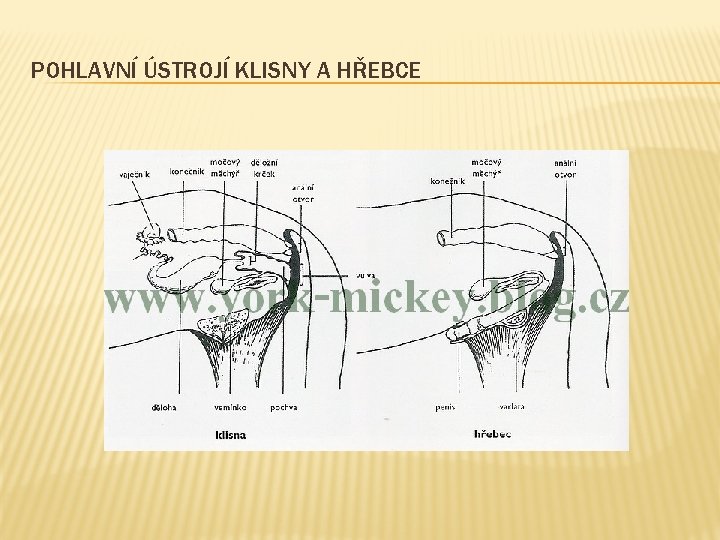 POHLAVNÍ ÚSTROJÍ KLISNY A HŘEBCE 