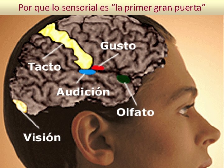 Por que lo sensorial es “la primer gran puerta” 