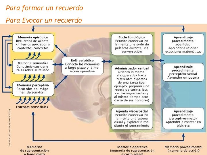 Para formar un recuerdo Para Evocar un recuerdo 