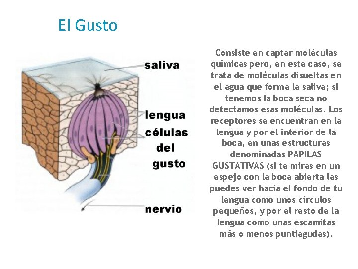 El Gusto Consiste en captar moléculas químicas pero, en este caso, se trata de