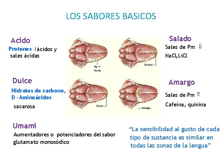 LOS SABORES BASICOS Salado Acido Sales de Pm ß Protones : ácidos y sales