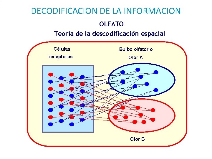 DECODIFICACION DE LA INFORMACION OLFATO Teoría de la descodificación espacial Células Bulbo olfatorio receptoras