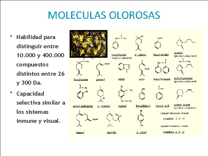 MOLECULAS OLOROSAS • Habilidad para distinguir entre 10. 000 y 400. 000 compuestos distintos