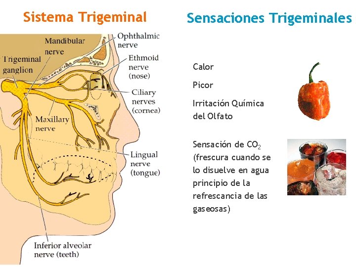 Sistema Trigeminal Sensaciones Trigeminales Calor Picor Irritación Química del Olfato Sensación de CO 2