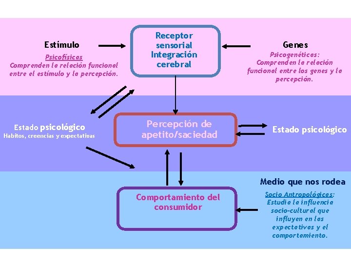 Estímulo Psicofísicas Comprenden la relación funcional entre el estímulo y la percepción. Estado psicológico