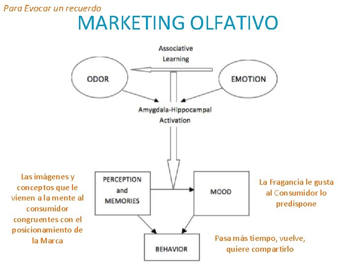 Para Evocar un recuerdo MARKETING OLFATIVO Las imágenes y conceptos que le vienen a