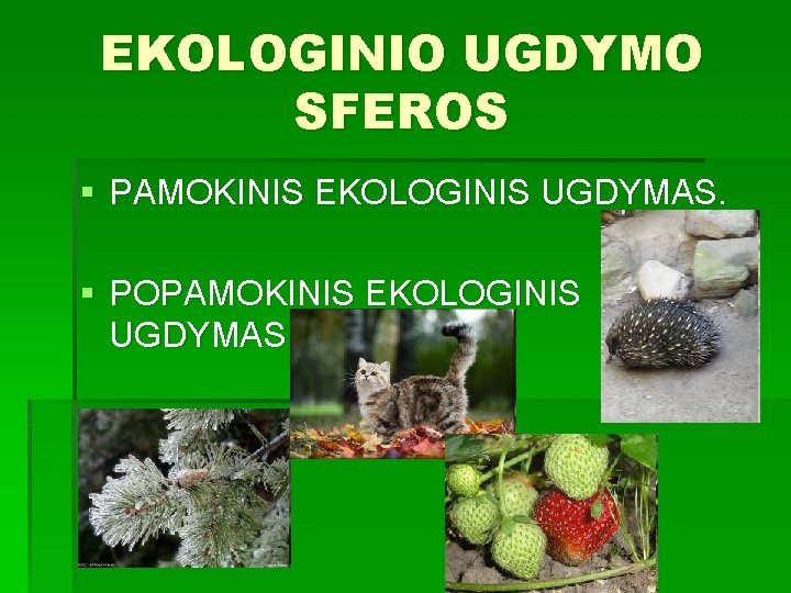 EKOLOGINIO UGDYMO SFEROS § PAMOKINIS EKOLOGINIS UGDYMAS. § POPAMOKINIS EKOLOGINIS UGDYMAS 