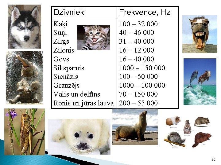 Dzīvnieki Frekvence, Hz Kaķi Suņi Zirgs Zilonis Govs Sikspārnis Sienāzis Grauzējs Valis un delfīns