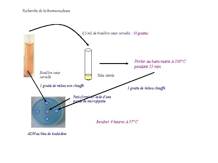 Recherche de la thermonuclease 0, 5 m. L de bouillon cœur cervelle : 10