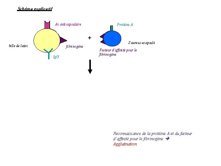 Schéma explicatif Ac anticapsulaire Protéine A + bille de latex fibrinogène Ig. G S