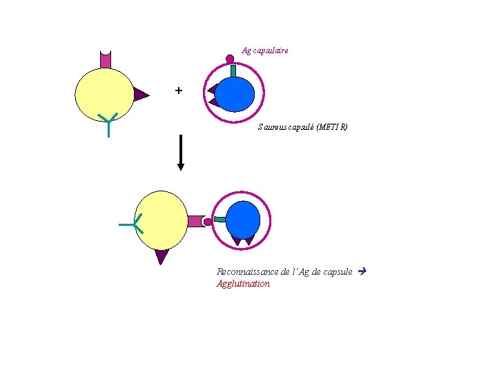 Ag capsulaire + S aureus capsulé (METI R) Reconnaissance de l’Ag de capsule Agglutination