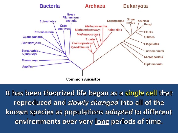Common Ancestor It has been theorized life began as a single cell that reproduced