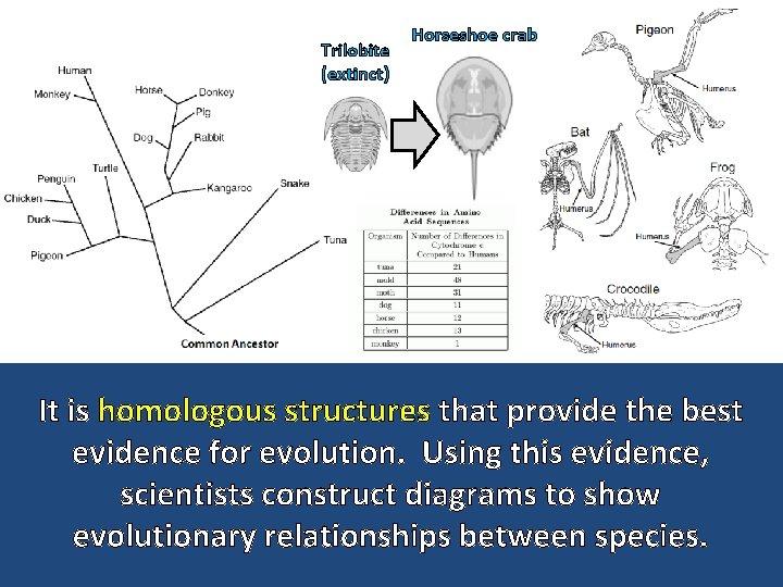 Trilobite (extinct) Horseshoe crab It is homologous structures that provide the best evidence for