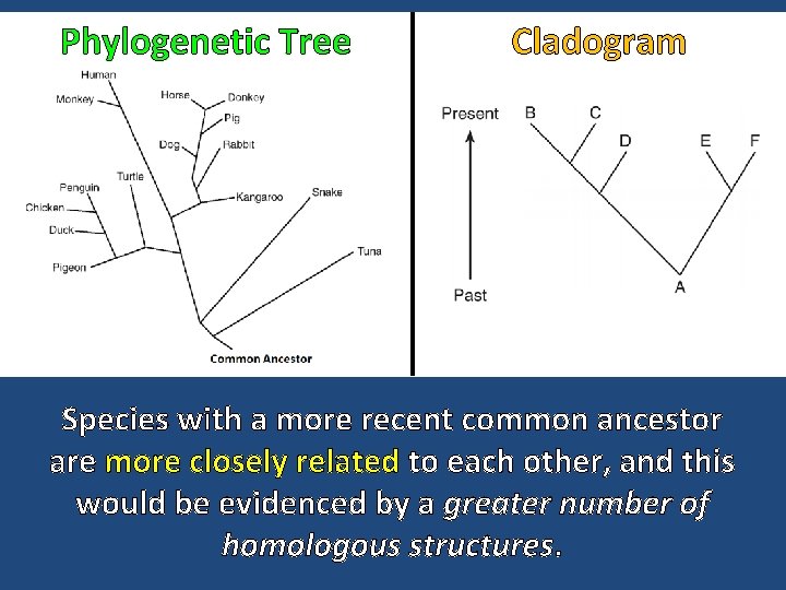 Phylogenetic Tree Cladogram Species with a more recent common ancestor are more closely related
