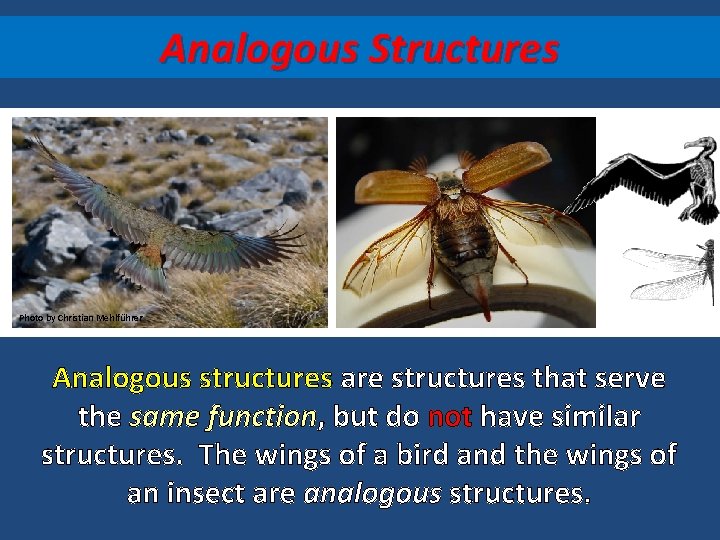 Analogous Structures Photo by Christian Mehlführer Analogous structures are structures that serve the same