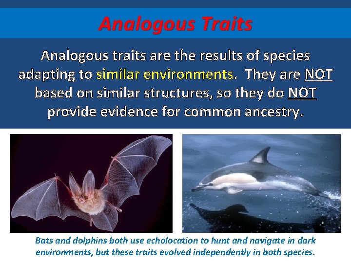 Analogous Traits Analogous traits are the results of species adapting to similar environments. They
