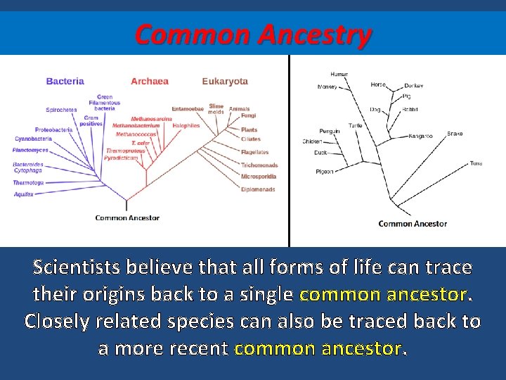 Common Ancestry Scientists believe that all forms of life can trace their origins back