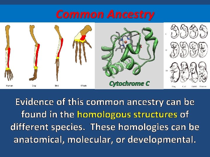 Common Ancestry Cytochrome C Evidence of this common ancestry can be found in the