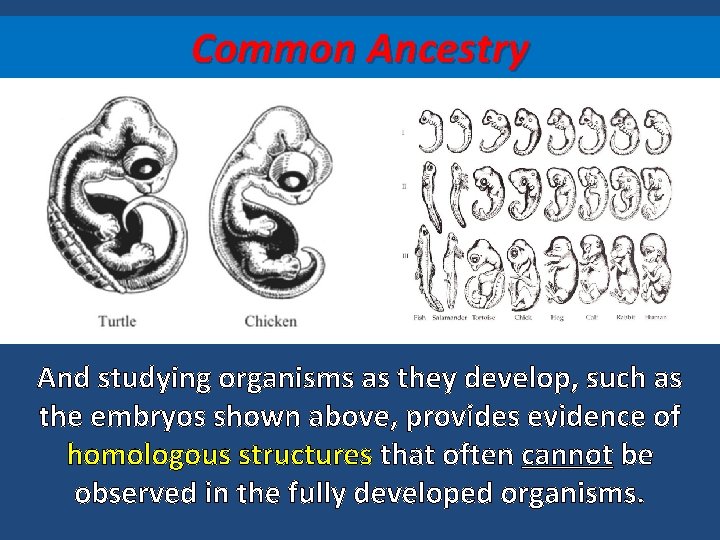 Common Ancestry And studying organisms as they develop, such as the embryos shown above,