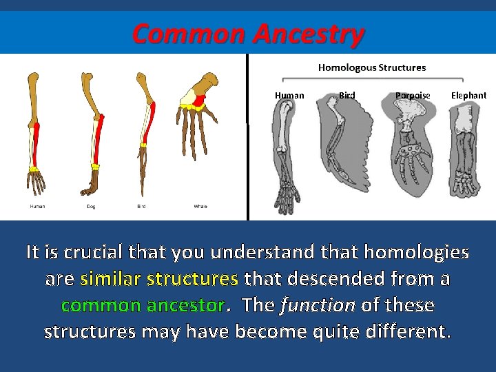 Common Ancestry Human Bird Porpoise Elephant It is crucial that you understand that homologies