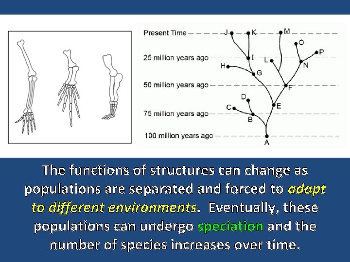 The functions of structures can change as populations are separated and forced to adapt