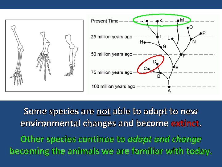 Some species are not able to adapt to new environmental changes and become extinct.