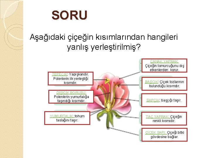 SORU Aşağıdaki çiçeğin kısımlarından hangileri yanlış yerleştirilmiş? ÇANAK YAPRAK: Çiçeğin tomurcuğunu dış etkenlerden korur.