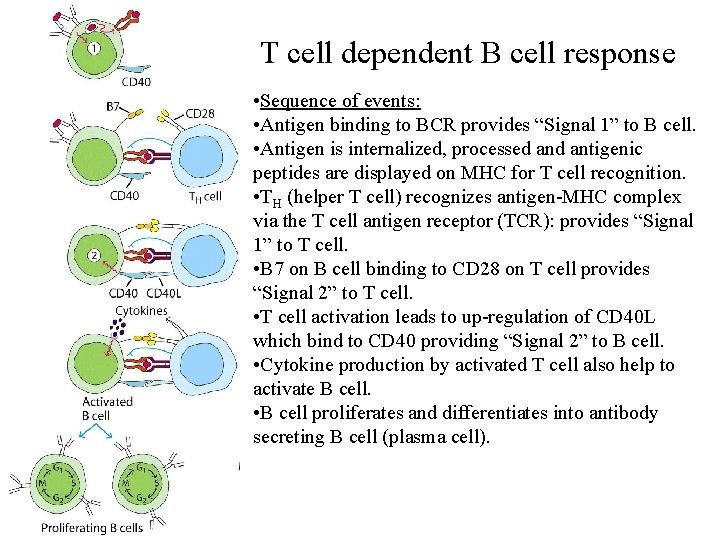 T cell dependent B cell response • Sequence of events: • Antigen binding to