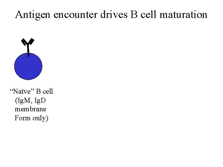 Antigen encounter drives B cell maturation “Naïve” B cell (Ig. M, Ig. D membrane