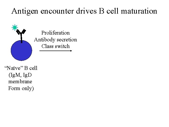 Antigen encounter drives B cell maturation Proliferation Antibody secretion Class switch “Naïve” B cell