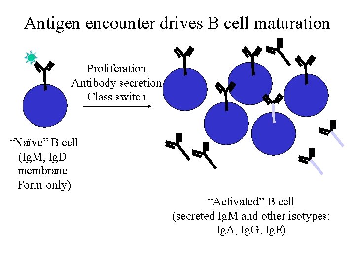 Antigen encounter drives B cell maturation Proliferation Antibody secretion Class switch “Naïve” B cell