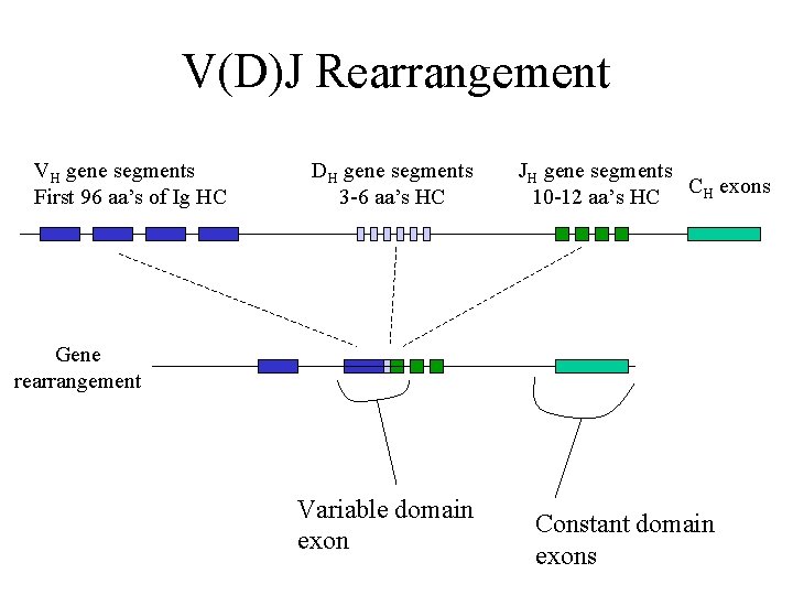 V(D)J Rearrangement VH gene segments First 96 aa’s of Ig HC DH gene segments