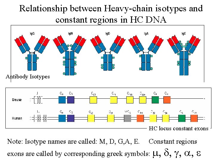 Relationship between Heavy-chain isotypes and constant regions in HC DNA Antibody Isotypes HC locus