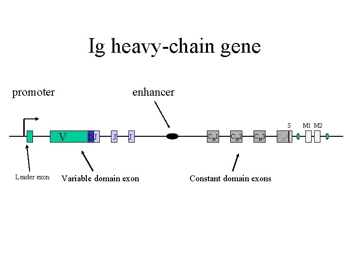 Ig heavy-chain gene promoter enhancer S V Leader exon DJ J J Variable domain