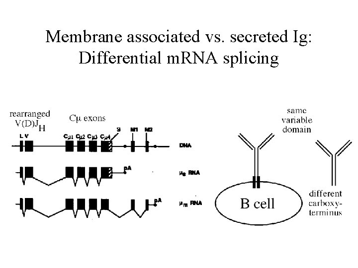 Membrane associated vs. secreted Ig: Differential m. RNA splicing 