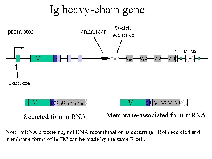 Ig heavy-chain gene Switch promoter enhancer sequence S V DJ J J CH 1