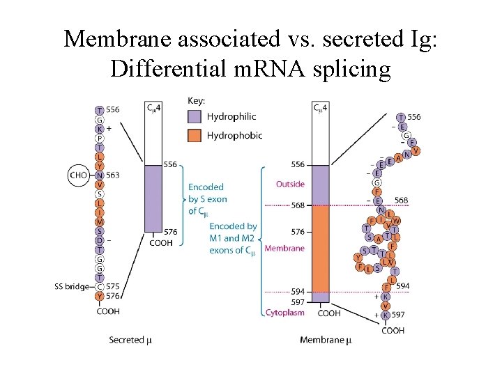 Membrane associated vs. secreted Ig: Differential m. RNA splicing 